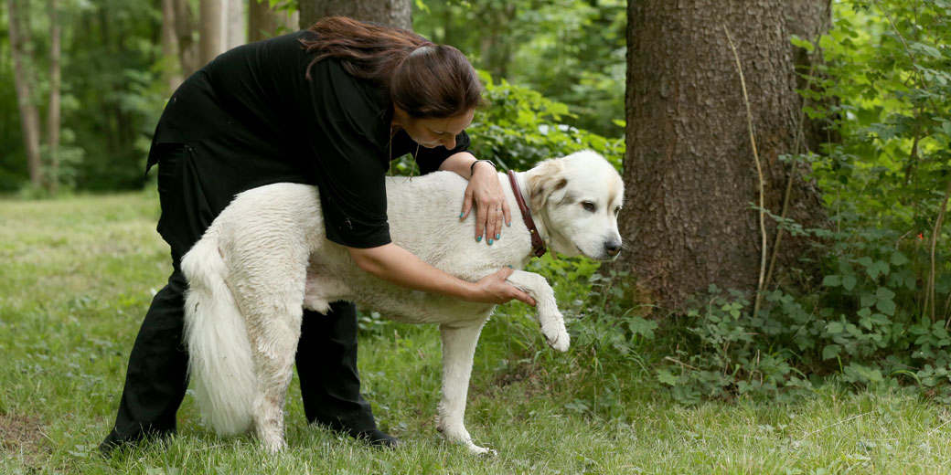 Bruno bei der Therapie